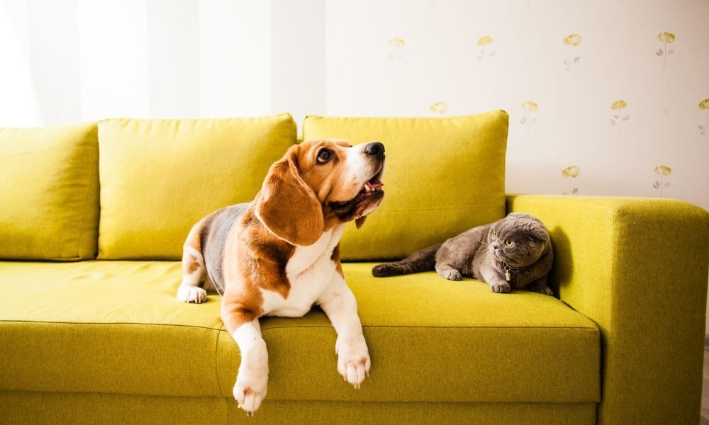 remoção-de-odores-de-pet-em-BH (1)