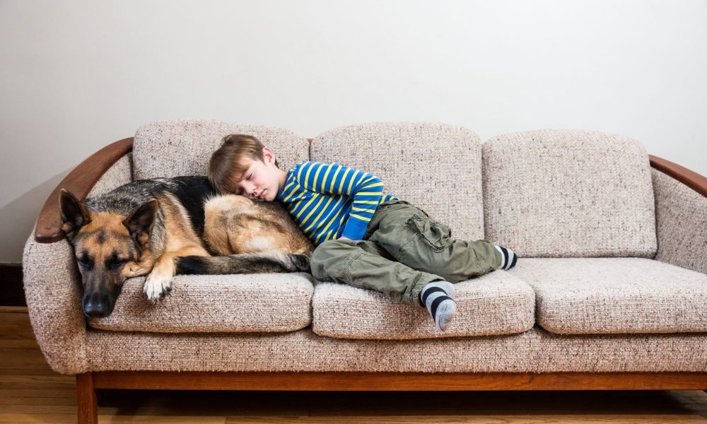 remoção-de-odores-de-pet-em-BH (2)