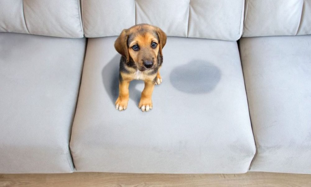 remoçao-de-odores-de-pet-em-estofados-em-Belo-Horizonte